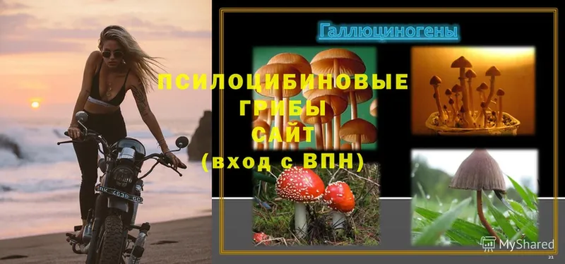 Псилоцибиновые грибы Magic Shrooms  Киржач 